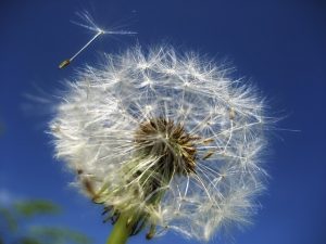 dandelion-53800_640