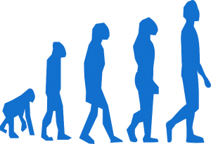 evolution-296400_640