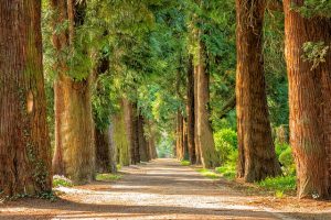 natural path